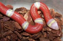 Albino Nelsons Milk