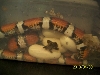 New Mexico milk laying eggs