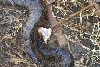 Cottonmouth