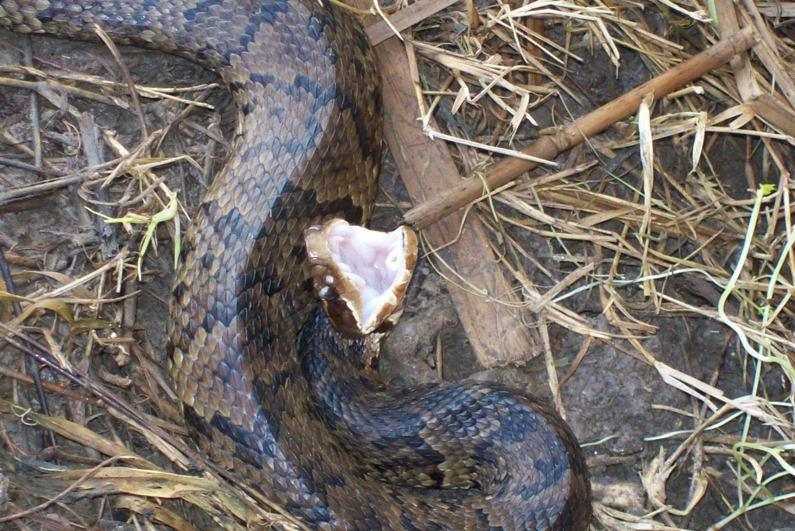 Cottonmouth