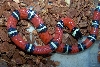 Nelson's milk het female