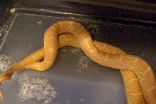 Lav/albino Fla breeding