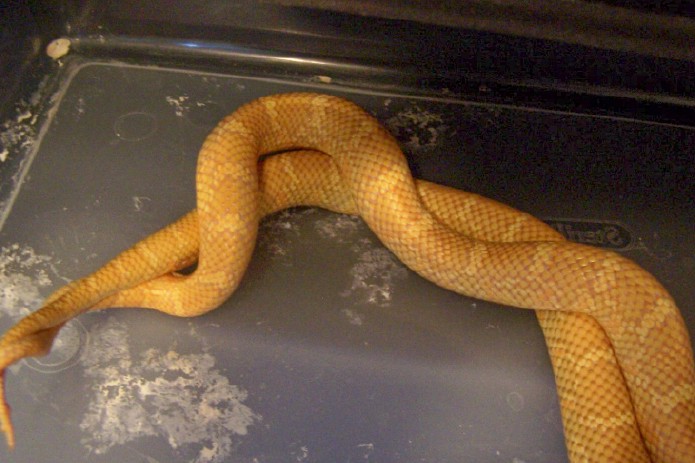 Lav/albino Fla breeding