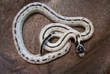 High White Cal king