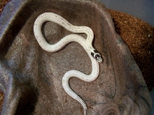 Hign White Cal king male