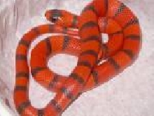 2008 Hondo male