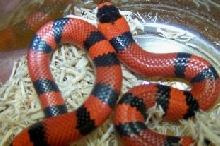 Honduran Milksnake