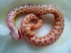 albino hognose playing possum