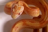 Creamsicle Motley