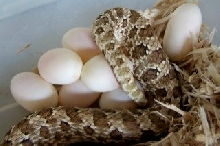 western hog laying eggs