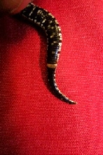 female hatchling hognose tail