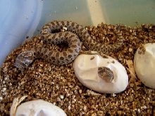 hatchling westerns