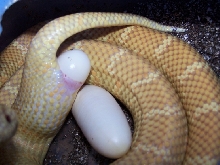 Sulfur/lavendar Fla king laying eggs