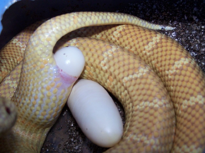 Sulfur/lavendar Fla king laying eggs