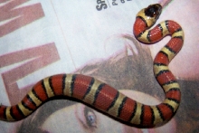 hatchling thayeri female