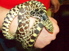 BEST BULL SNAKE