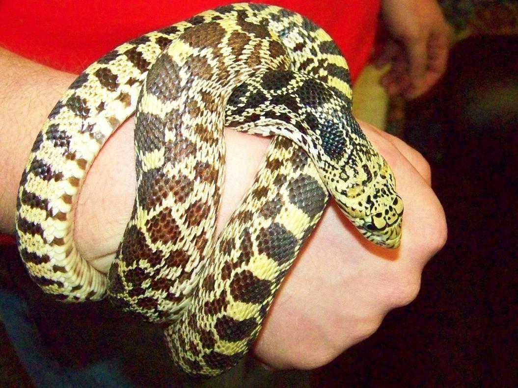 BEST BULL SNAKE