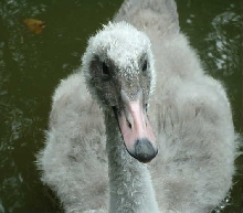 trumpeter swan