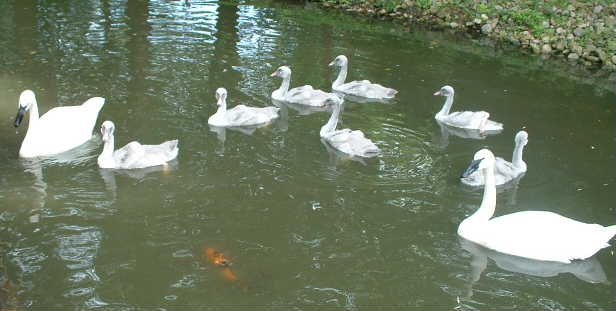 the whole family