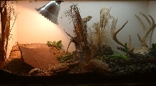 new bearded dragon cage