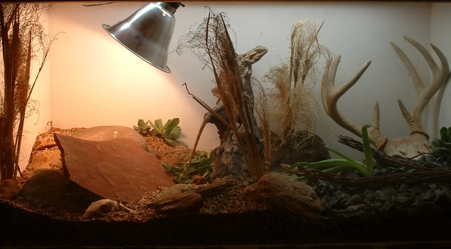 new bearded dragon cage