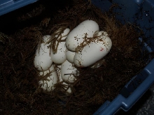 9 the size of small chicken eggs