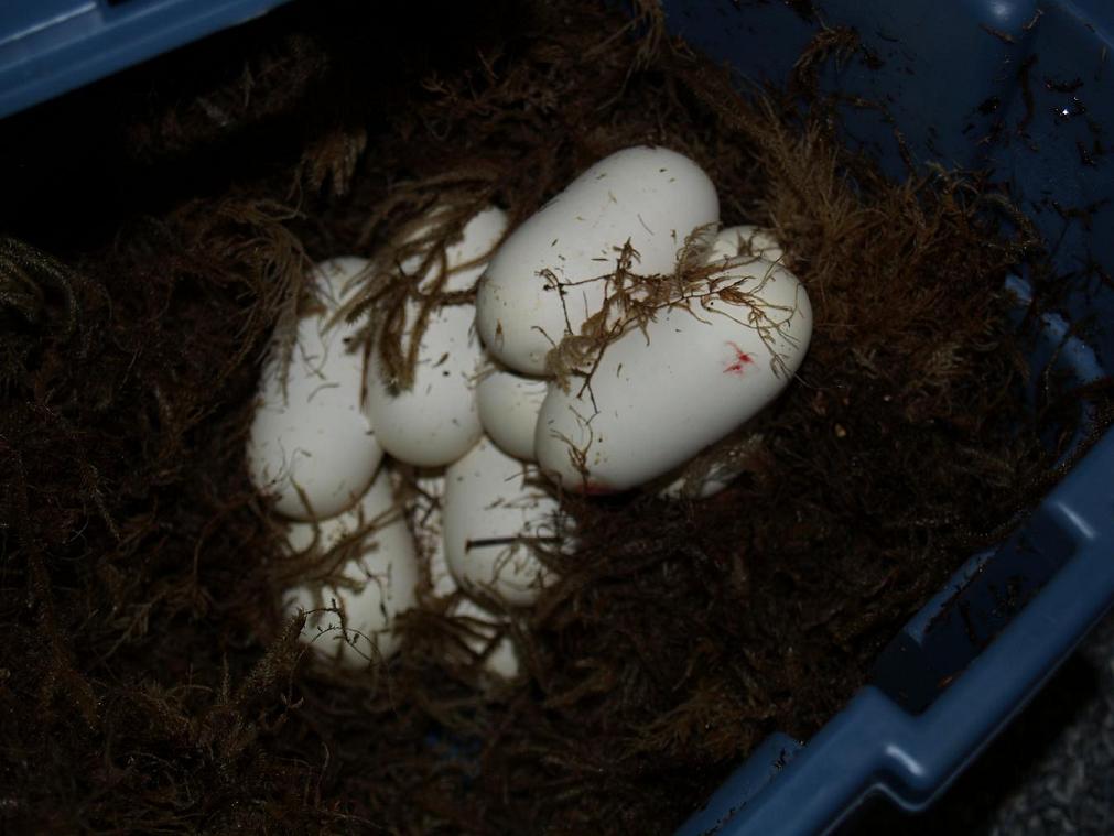 9 the size of small chicken eggs