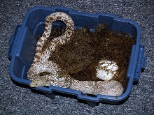 hypo bull