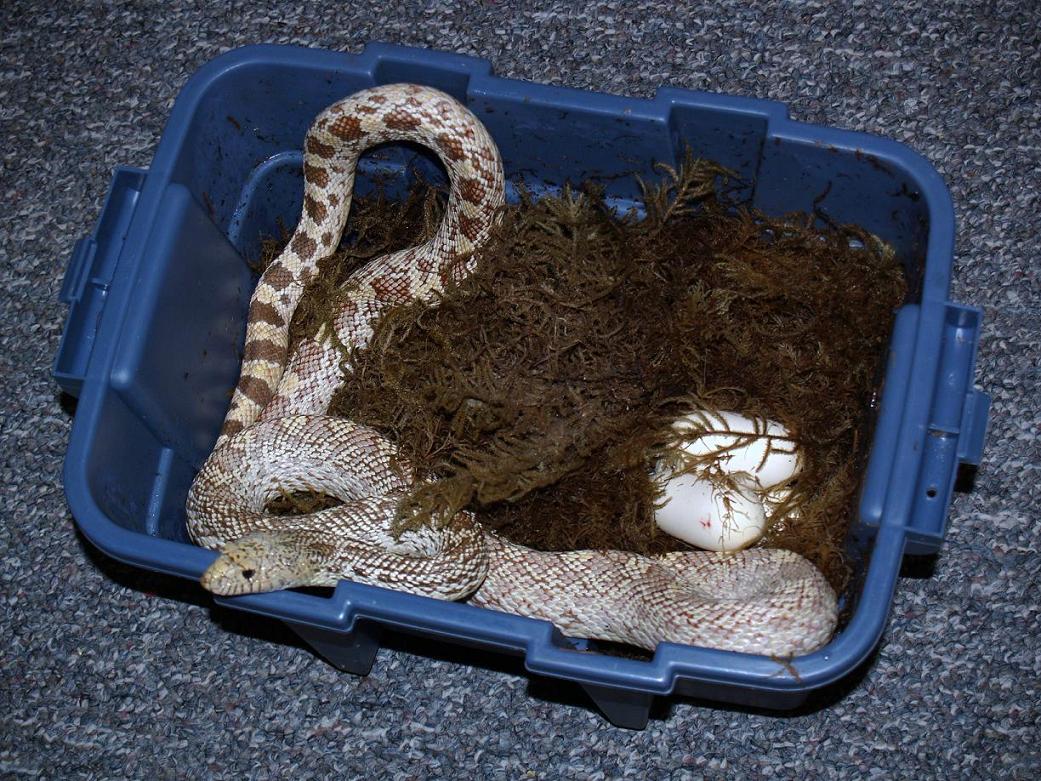 hypo bull
