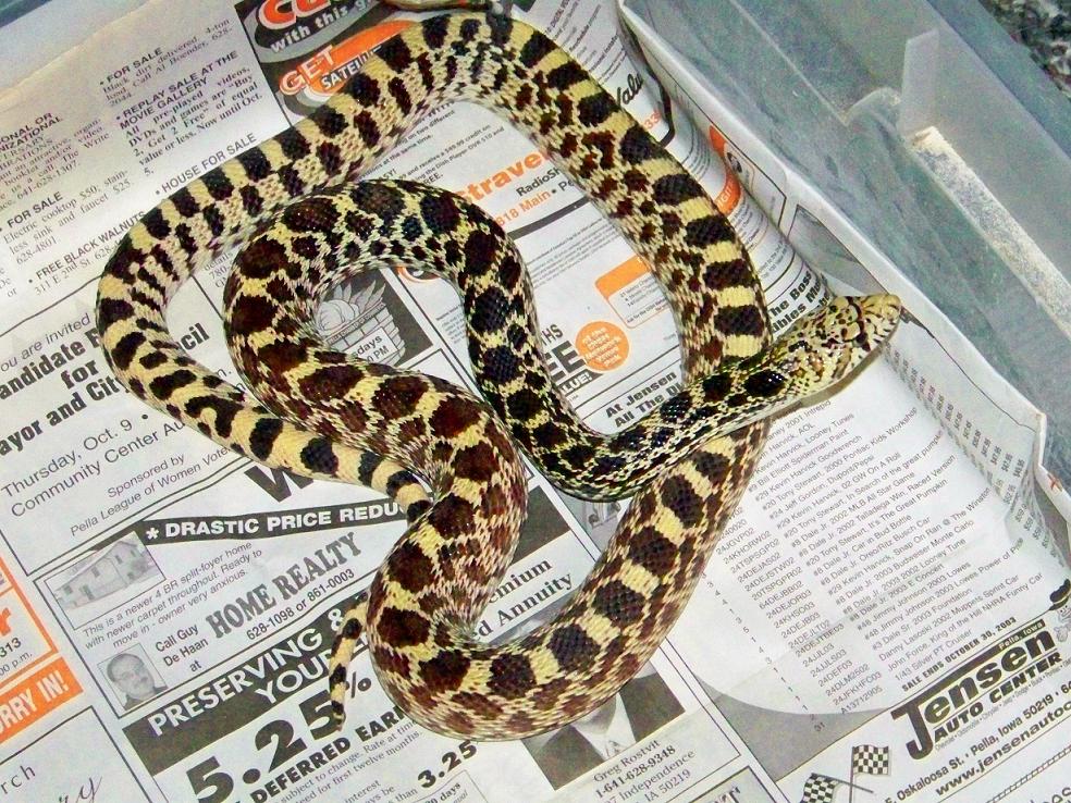 BEST BULL SNAKE