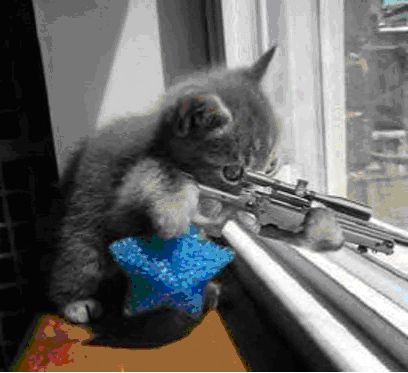 Cat wit rifle