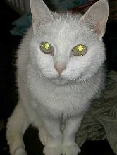 The Extra Cat