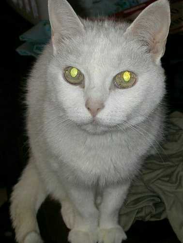 The Extra Cat