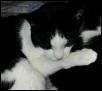 GizNapping