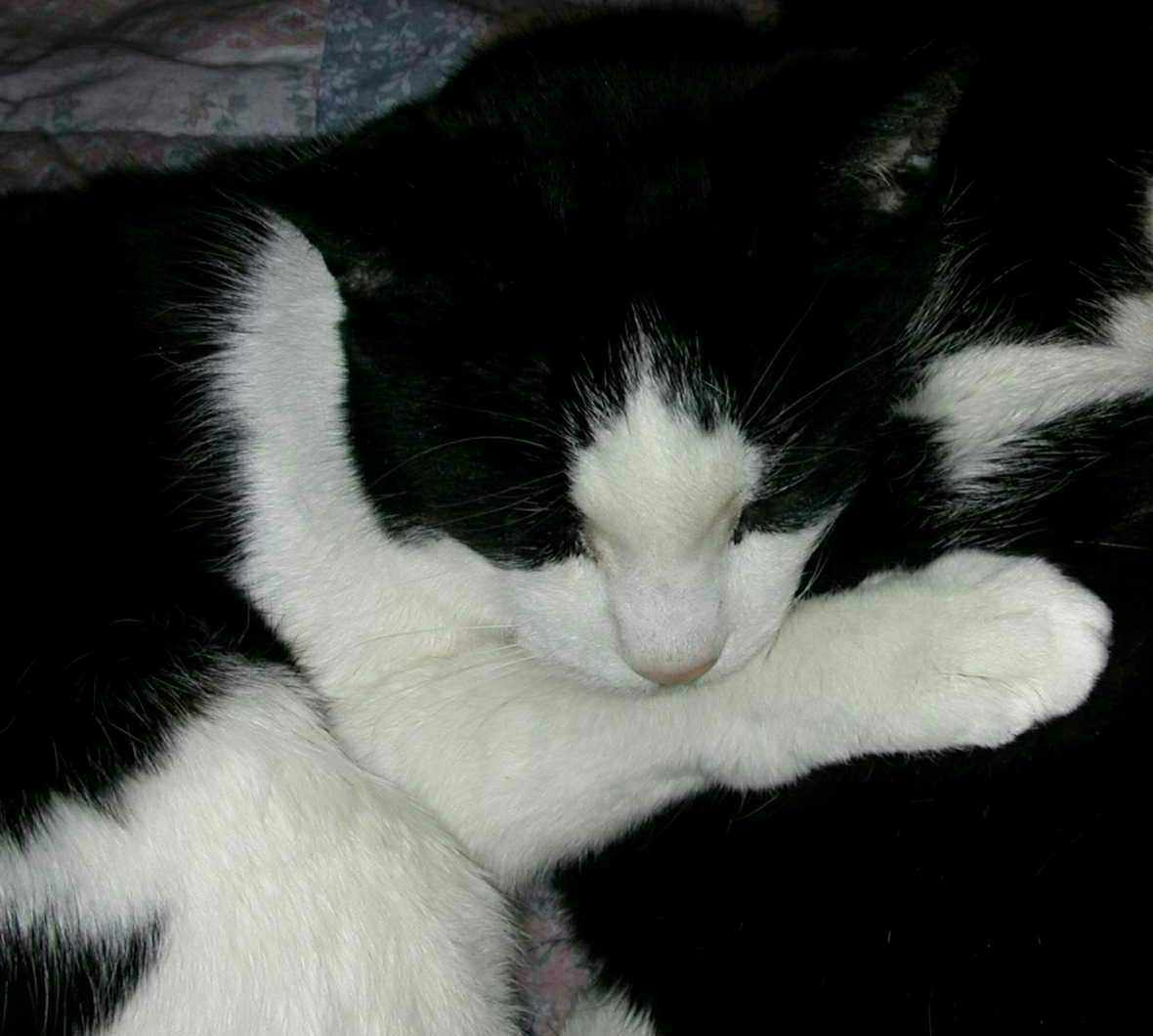 GizNapping