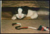 Baby Giz