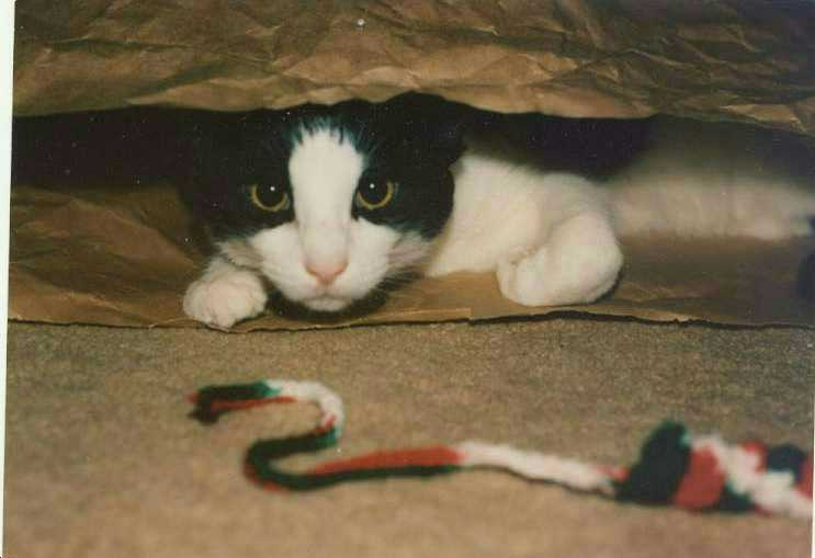 Baby Giz