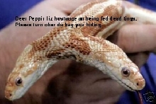 Pepperz Ex Snake
