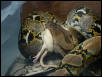 Retic eating a rat