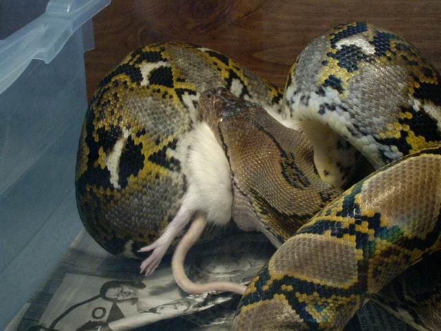 Retic eating a rat