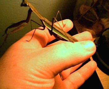 Female Chinese Mantis