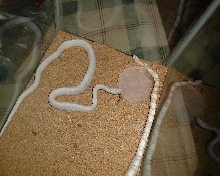 corn eating a freaking gecko