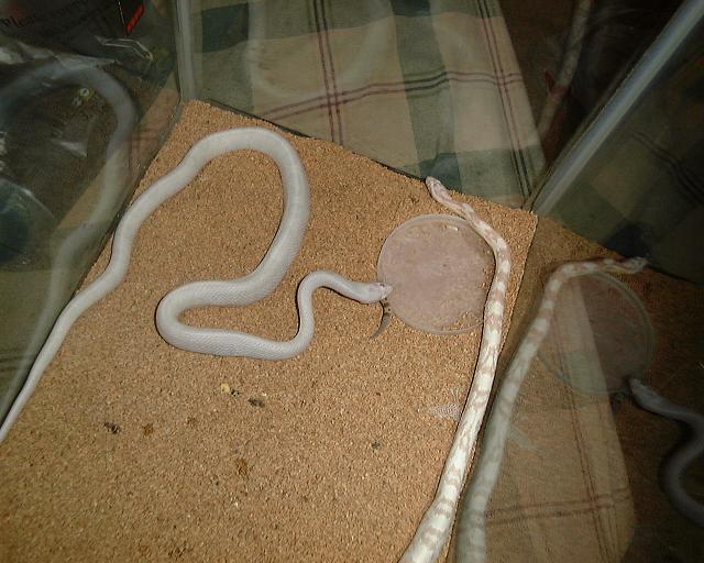 corn eating a freaking gecko