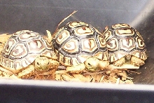 Baby Leopard Tortoises 1-27-03