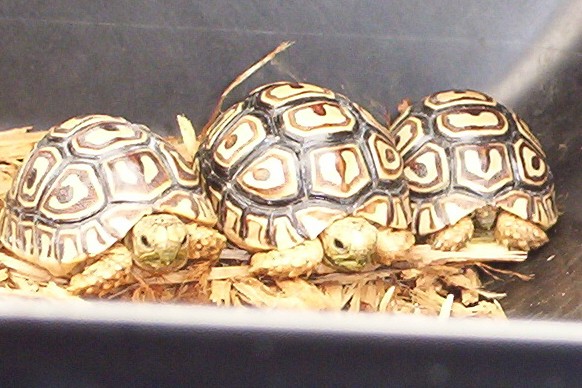 Baby Leopard Tortoises 1-27-03
