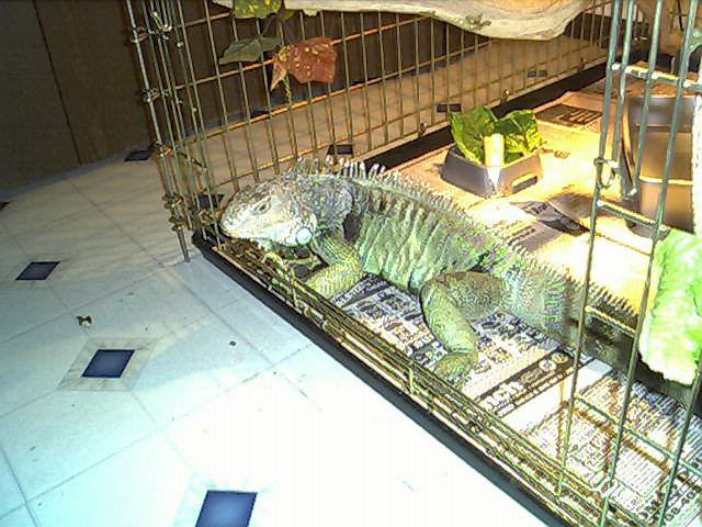 In Memory of Zillamonster
