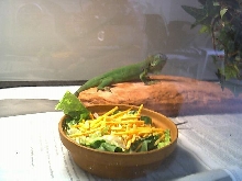 Milhouse chilling on the heatrock