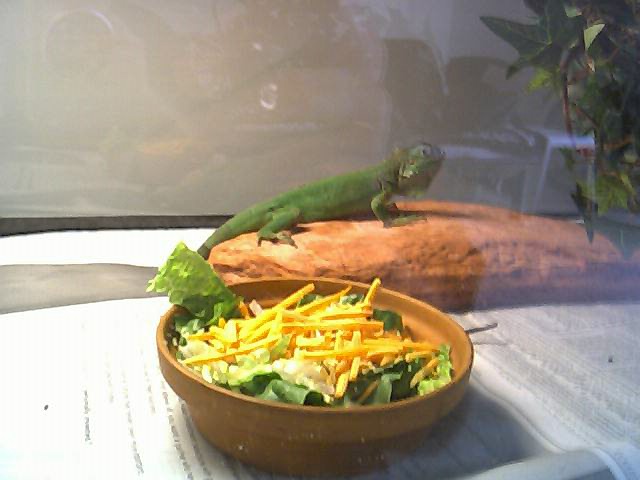 Milhouse chilling on the heatrock