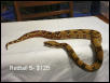 Redtail 5-2a