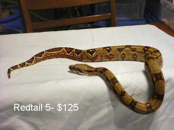 Redtail 5-2a